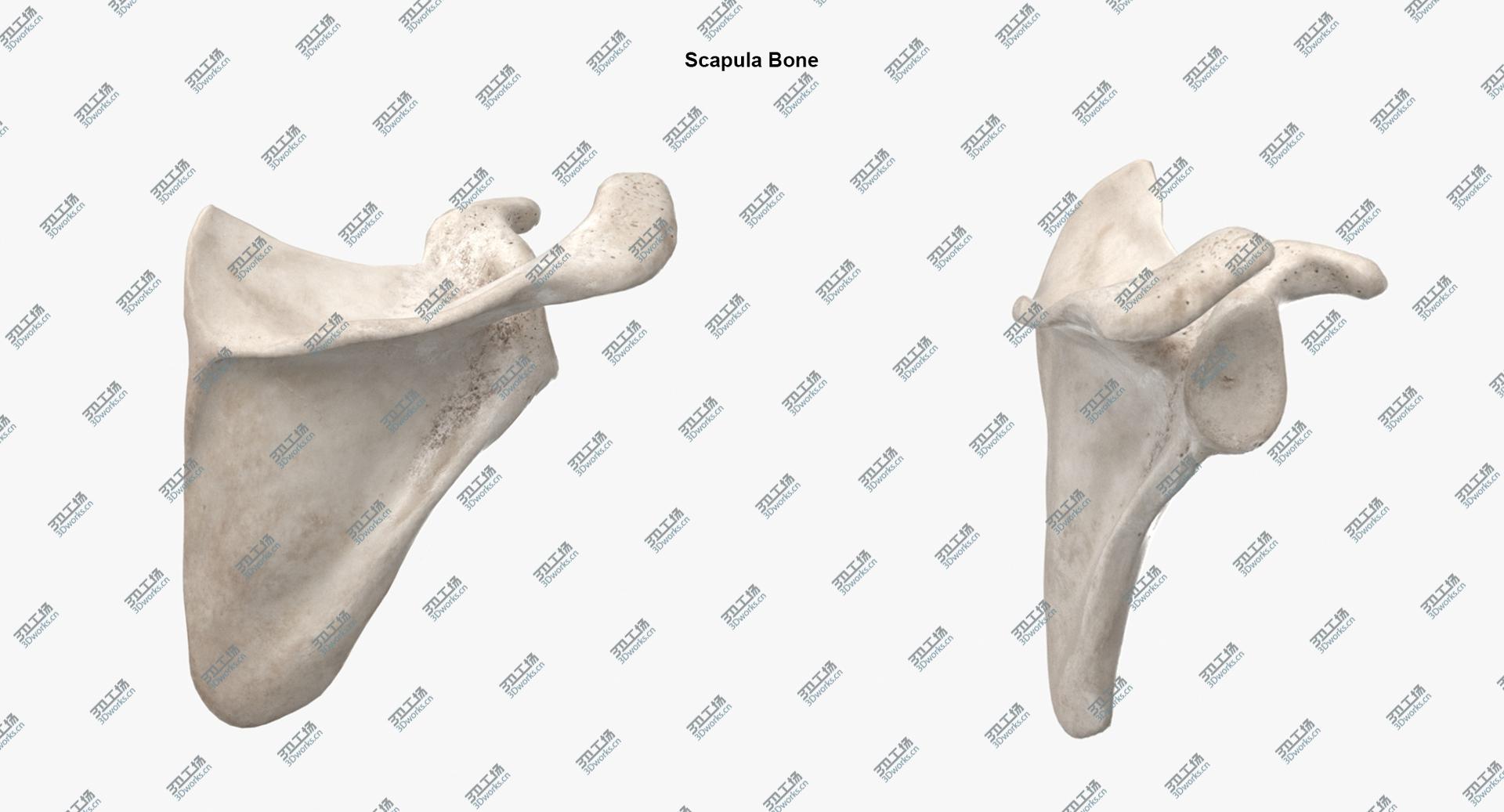 images/goods_img/202104094/Real Human Arm Scapula and Clavicle Bones Anatomy White 01 3D model/4.jpg